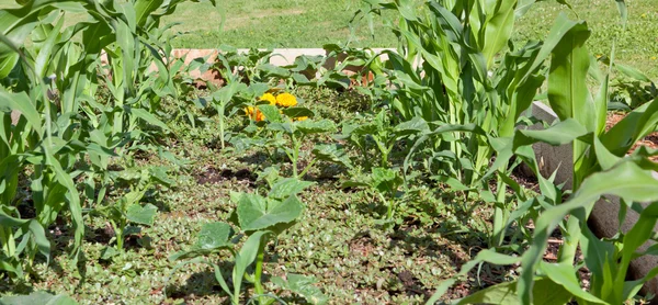 Молодой овощной сад — стоковое фото