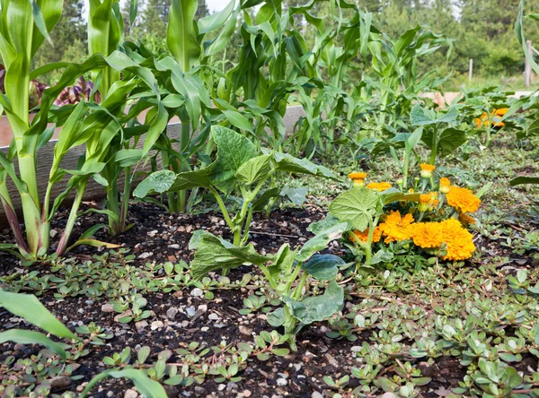 stock image Raised Bed Vegetables