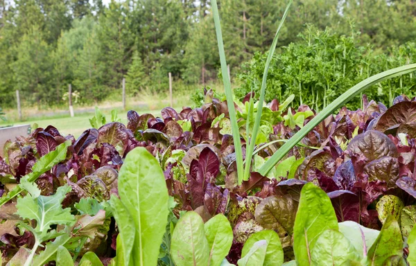 Leek in the Lettuce — Stock Photo, Image