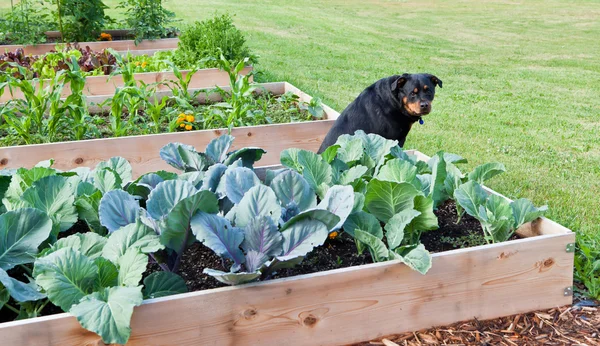 Hund i trädgården — Stockfoto