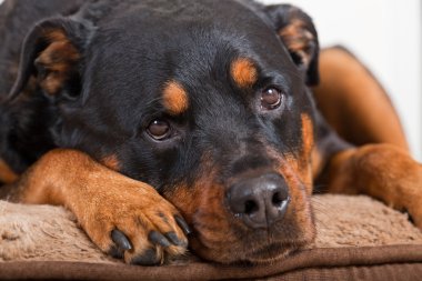 Rottweiler portre