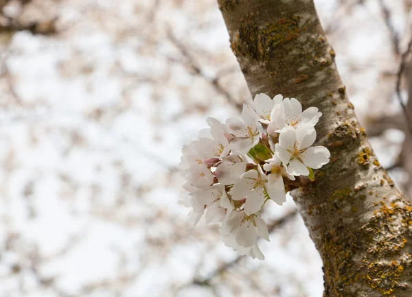 White Cherry Blooms — Stock Photo, Image