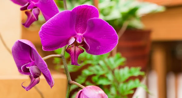 Яркие фиолетовые орхидеи — стоковое фото