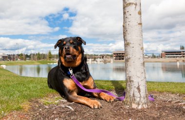 Parktaki köpek.