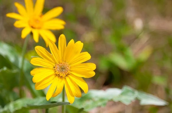 Wild gele daisy — Stockfoto