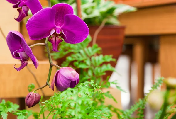 Grote paarse orchideeën — Stockfoto
