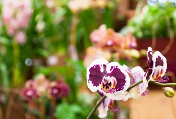 Plettede orkideer - Stock-foto