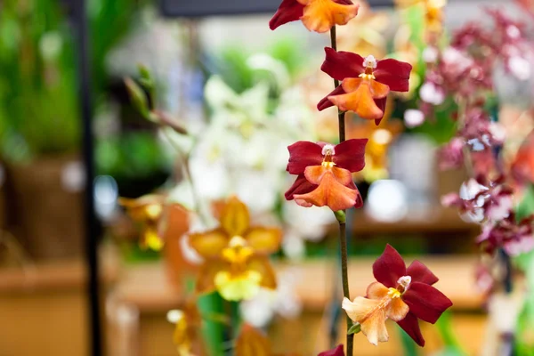 Орхидеи ангела — стоковое фото