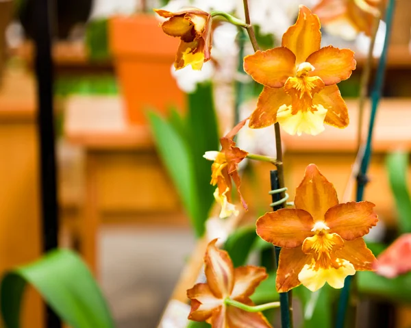 Turuncu melek orkide — Stok fotoğraf