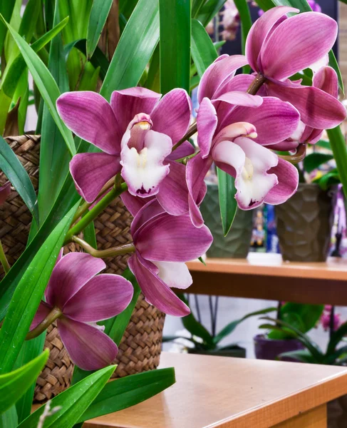 Mauve orchideeën — Stockfoto