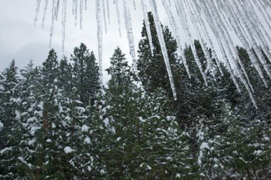 Icicle'ı vahşi