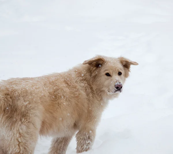 Nadýchané pes ve sněhu — Stock fotografie