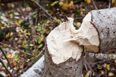 Beaver Cut Tree clipart