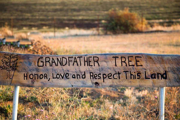 stock image Grandfather Tree