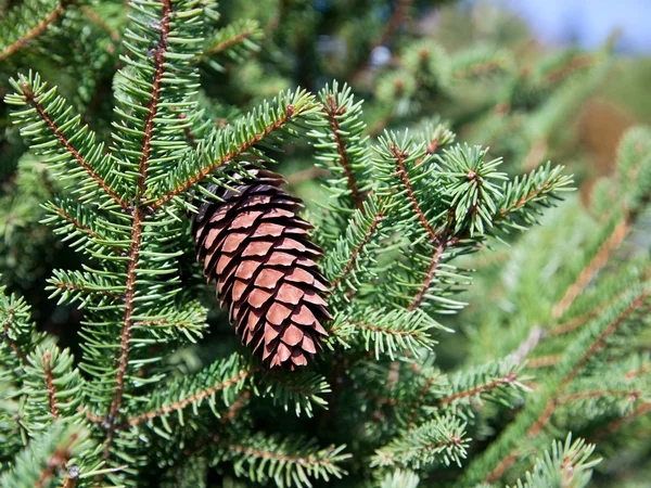 Fir Cone in Tree — Stock Photo, Image