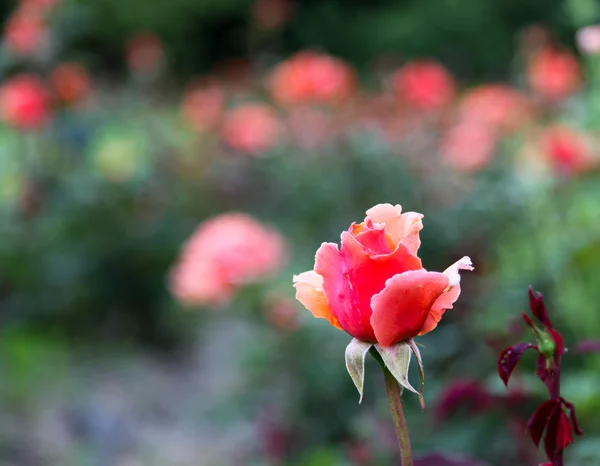 English Rose — Stock Photo, Image