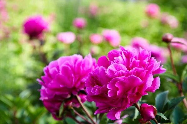 Pink Peony — Stock Photo, Image