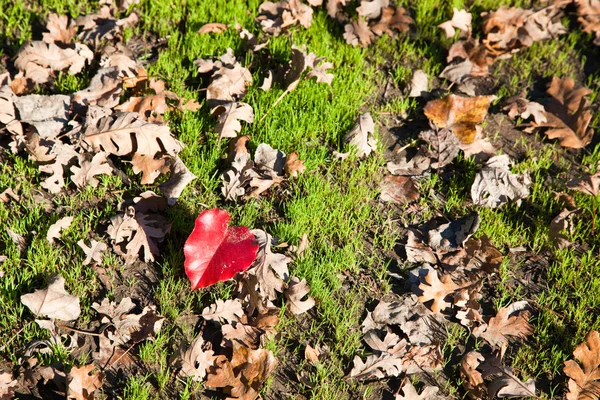 Red Heart Leaf — Stock Photo, Image
