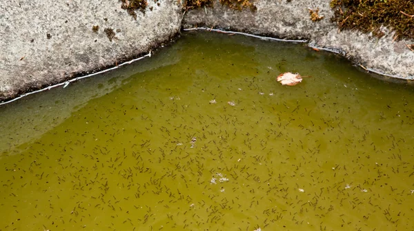 Larva de mosquito na água — Fotografia de Stock