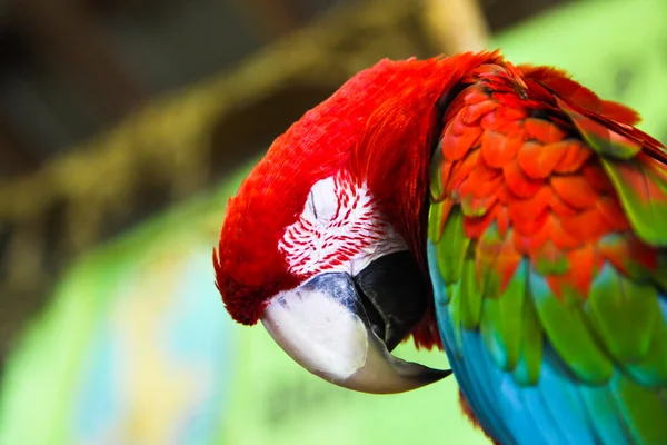 Спляча папуга ара — стокове фото