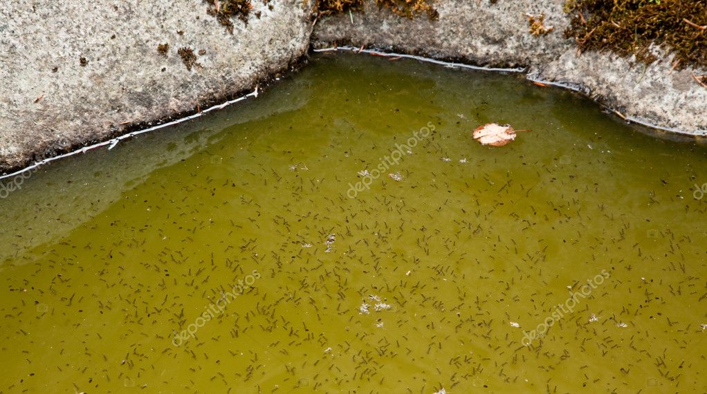 Mosquito Larva in Water — Stock Photo © tamifreed #8593074