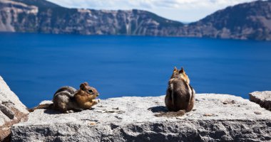 Chipmunks at Crater Lake clipart