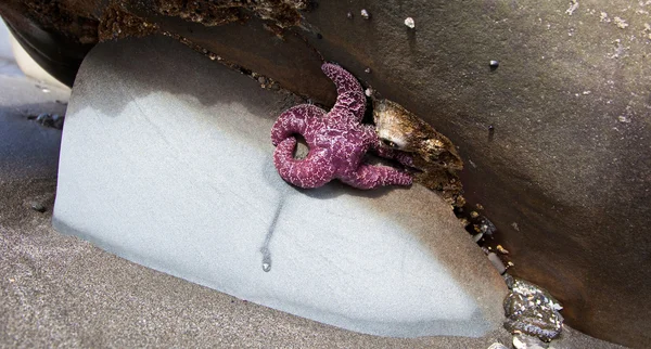Paarse starfish — Stockfoto