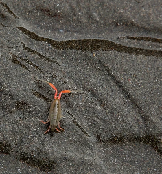 작은 바다 생물 — 스톡 사진