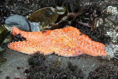 Hidden Orange Starfish clipart