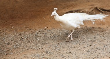 Albino Peacock clipart