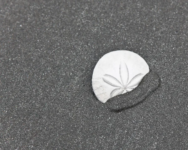 Stock image Sand Dollar on Gray Sand