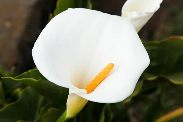 Дикая белая лилия Калла — стоковое фото