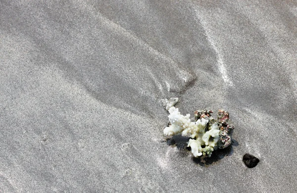 Koraal op zand — Stockfoto