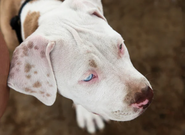 Verlegen pitbull pup — Stockfoto