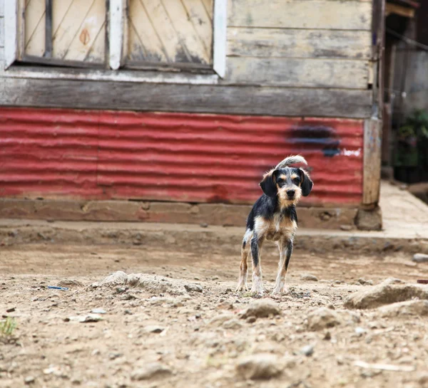 Obszarów wiejskich psów — Zdjęcie stockowe