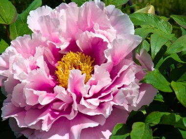 Japanese Peony Flower clipart