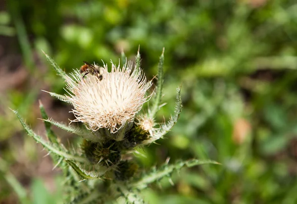 Pszczoła miodna w dzikich oset — Zdjęcie stockowe