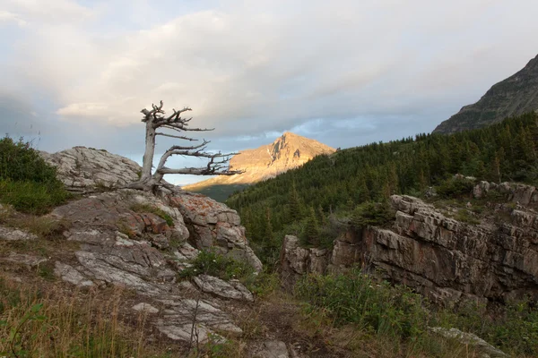Formación de roca con árbol muerto — Foto de Stock