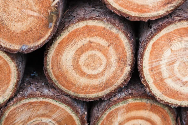 Раунды дров — стоковое фото