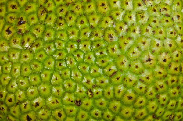Jackfruit textura. — Stock fotografie