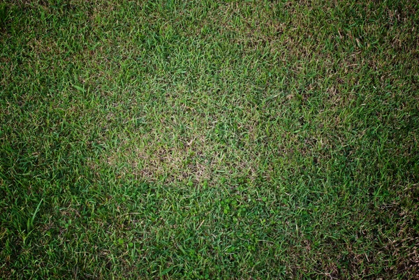 Зеленая текстура травы . — стоковое фото