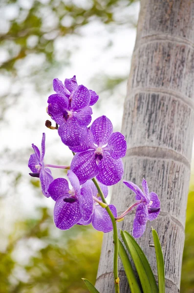 Orquídea roxa na natureza . — Fotografia de Stock