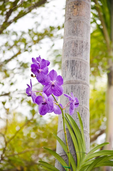 Пурпурная орхидея в природе . — стоковое фото