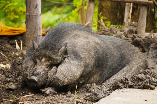 stock image Wild pig.