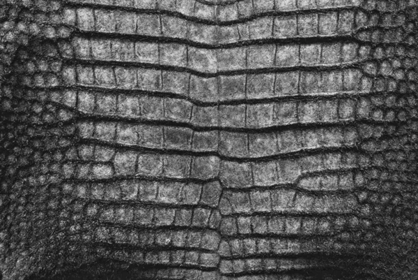 Wzór krokodyla skóra tekstura. — Zdjęcie stockowe
