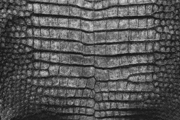 stock image Vintage crocodile skin texture.