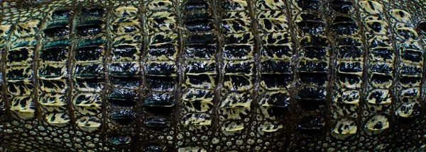 Krokodilknochen Haut Textur Hintergrund. — Stockfoto