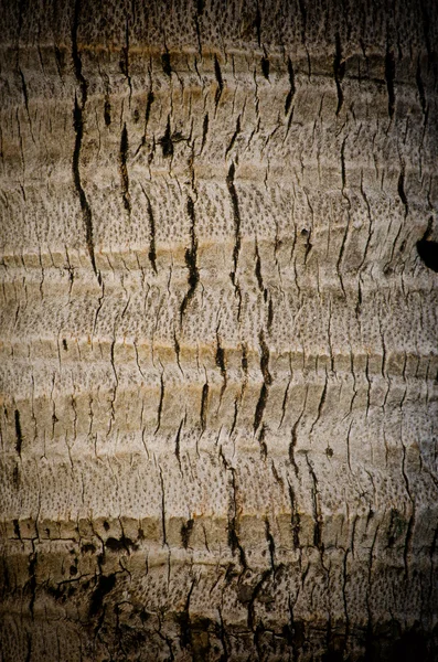 Albero di cocco texture sfondo . — Foto Stock