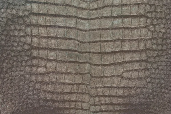 Textura da pele da barriga de crocodilo vintage . — Fotografia de Stock