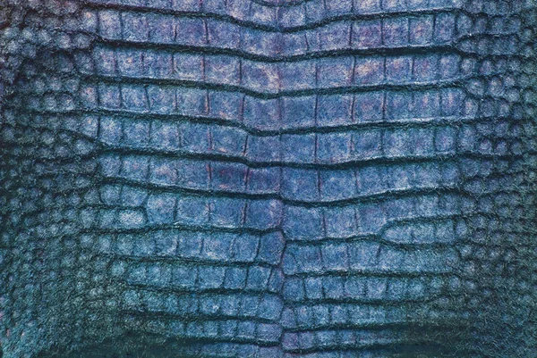 Vintage crocodile belly skin texture. — Stock Photo, Image